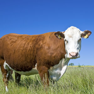 Veterinarian in Taylorsville, MS - Large Animals