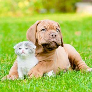 Veterinarian in Taylorsville, MS - Small Animals