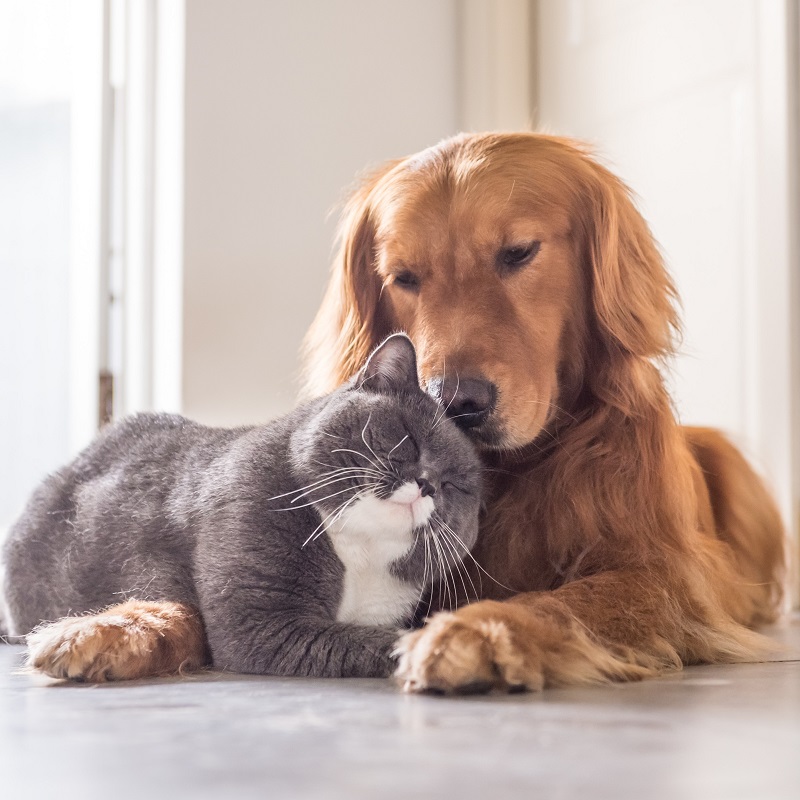Veterinarian in Taylorsville, MS - Boarding