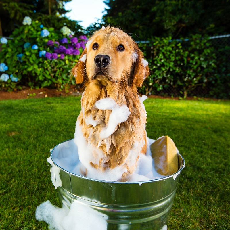 Veterinarian in Taylorsville, MS - Grooming